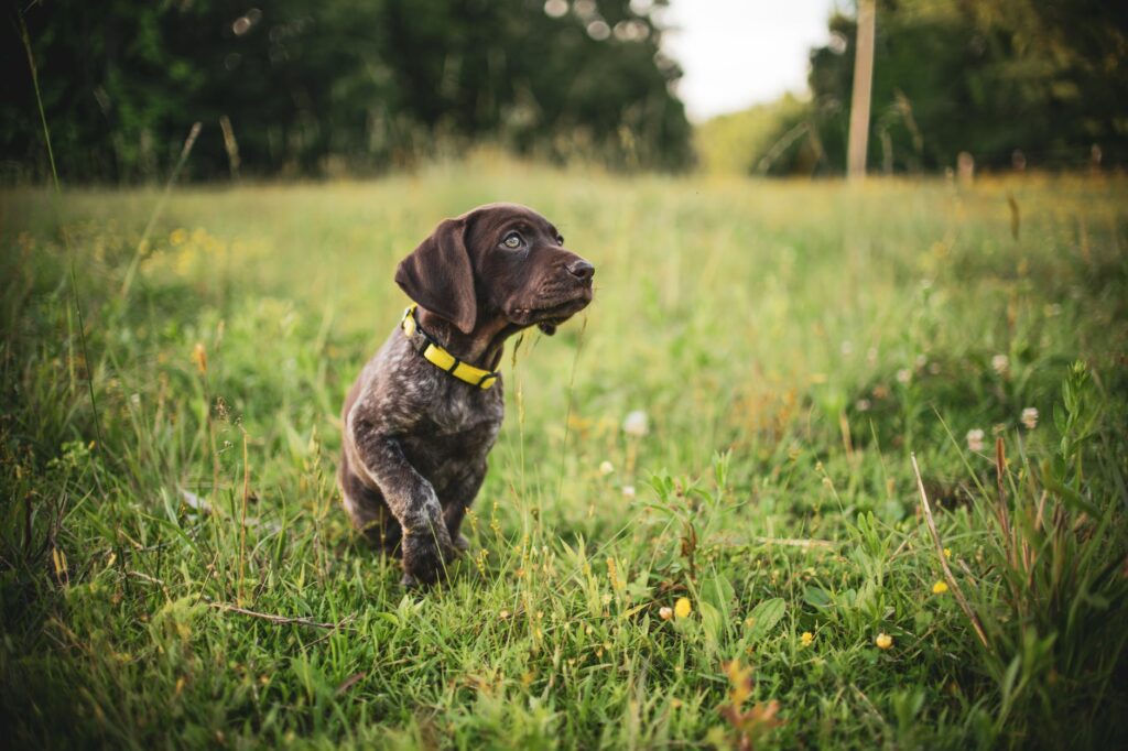 german shorthaired dog on grass field